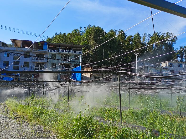 農藥精準噴灑至獼猴桃植株上 周文君攝